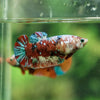 Multicolor/ Galaxy Koi Plakat - Female- 15 Weeks Old