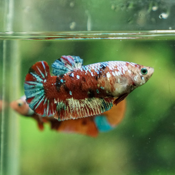 Multicolor/ Galaxy Koi Plakat - Female- 15 Weeks Old