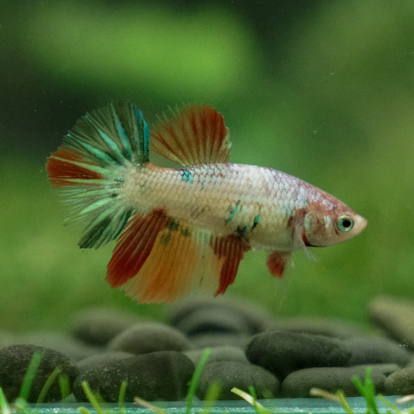 Multicolor/ Galaxy Koi Halfmoon - Female- 13 Weeks Old