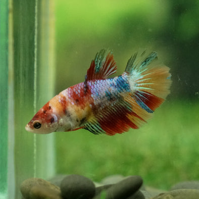 Multicolor/ Galaxy Koi Halfmoon - Female- 13 Weeks Old