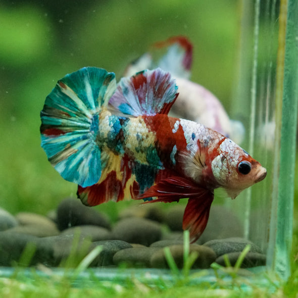 Multicolor/Galaxy Koi Plakat -16 weeks Old
