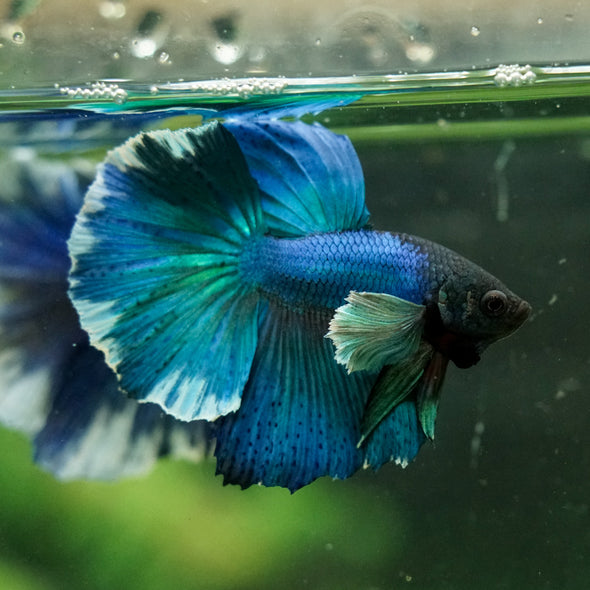 Dumbo Halfmoon - 12 weeks old