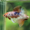 Galaxy/Candy Koi Halfmoon - 14 weeks old