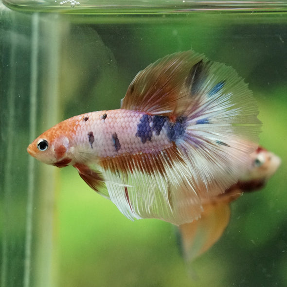 Galaxy/Candy Koi Halfmoon - 14 weeks old
