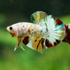 Multicolor/Galaxy Koi Plakat -16 weeks Old