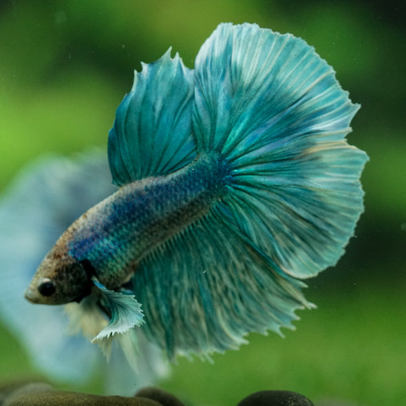 Dumbo Halfmoon - 11 weeks old