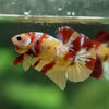 Multicolor/Galaxy Koi Plakat -13 weeks Old