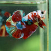 Multicolor/Galaxy Koi Plakat -16 weeks Old