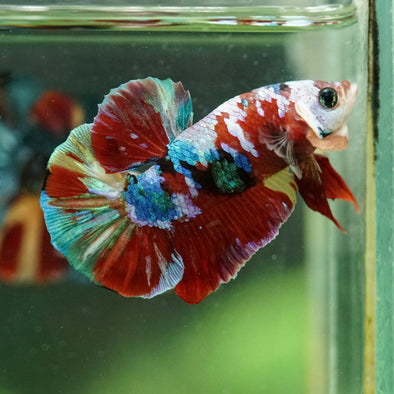 Multicolor/Galaxy Koi Plakat -16 weeks Old