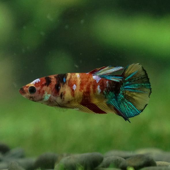 Multicolor/ Galaxy Koi Halfmoon - Female- 14 Weeks Old