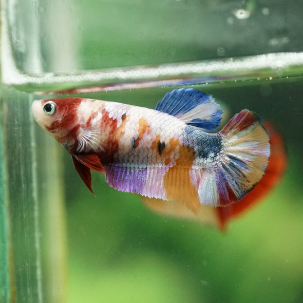 Multicolor/ Galaxy Koi Plakat- Female- 13 Weeks Old