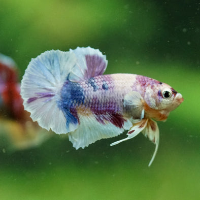 Multicolor/Galaxy Koi Plakat -10 weeks Old