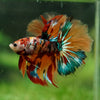 Galaxy/Candy Koi Halfmoon - 14 weeks old