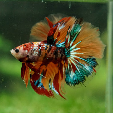 Galaxy/Candy Koi Halfmoon - 14 weeks old