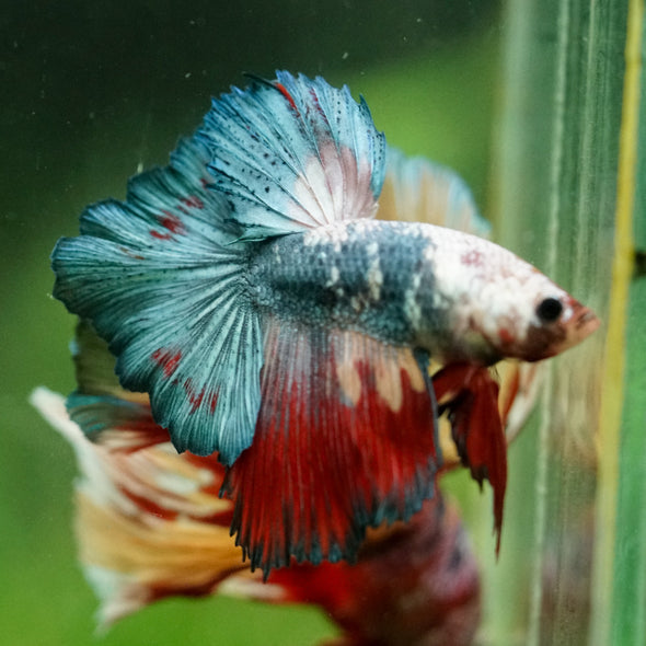 Galaxy/Candy Koi Halfmoon - 10 weeks old