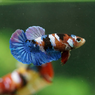 Multicolor/ Galaxy Koi Plakat- Female- 13 Weeks Old