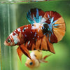 Multicolor/Galaxy Koi Plakat -16 weeks Old