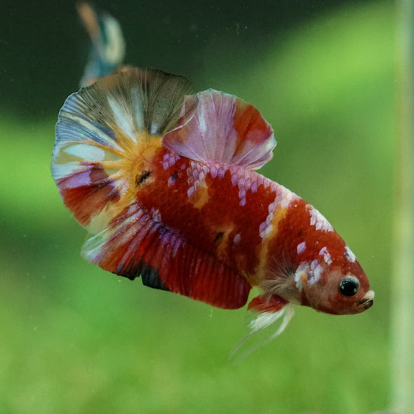 Multicolor/Galaxy Koi Plakat -15 weeks Old