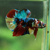 Multicolor/Galaxy Koi Plakat -16 weeks Old