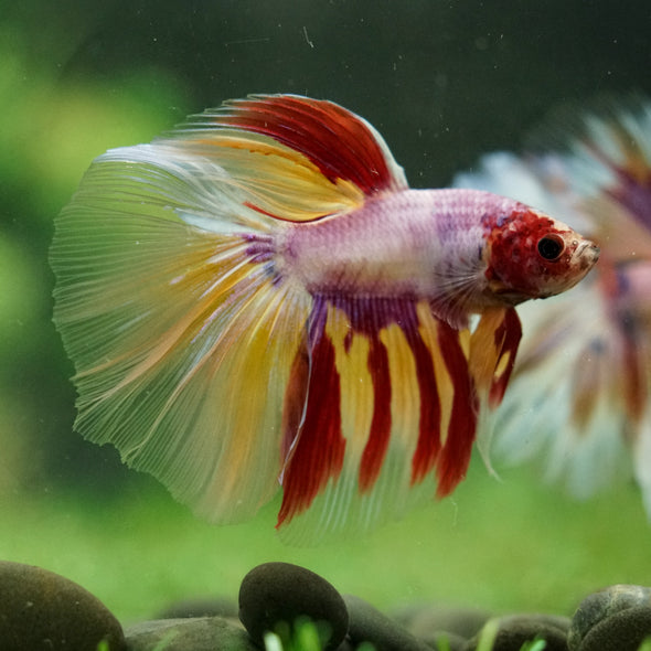 Galaxy/Candy Koi Halfmoon - 14 weeks old