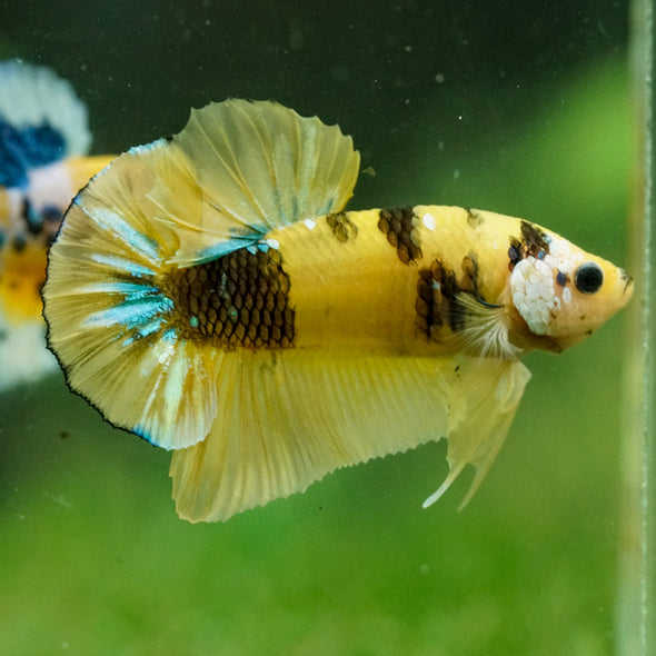 Multicolor/Galaxy Koi Plakat -16 weeks Old