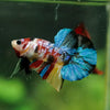 Multicolor/Galaxy Koi Plakat -16 weeks Old