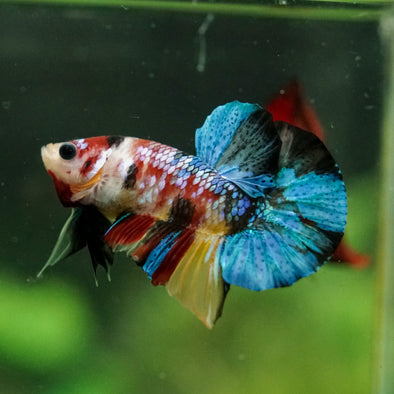 Multicolor/Galaxy Koi Plakat -16 weeks Old
