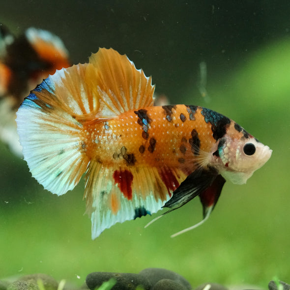 Multicolor/Galaxy Koi Plakat -16 weeks Old