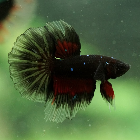 Black Base Galaxy/Candy Koi Halfmoon - 14 weeks old