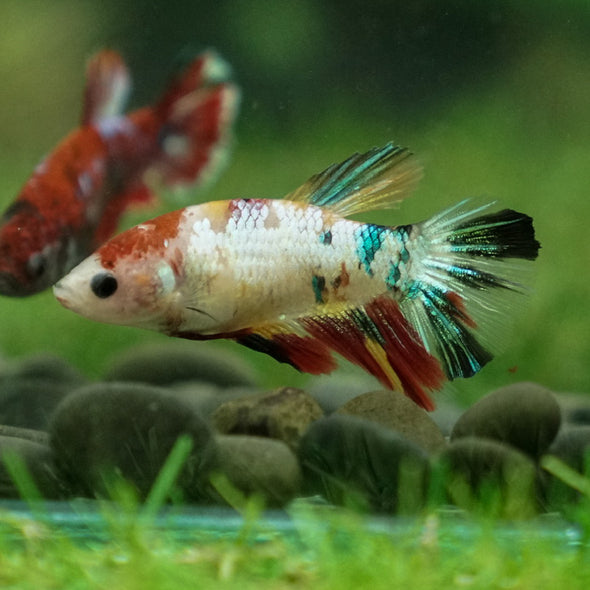 Multicolor/ Galaxy Koi Halfmoon- Female- 13 Weeks Old