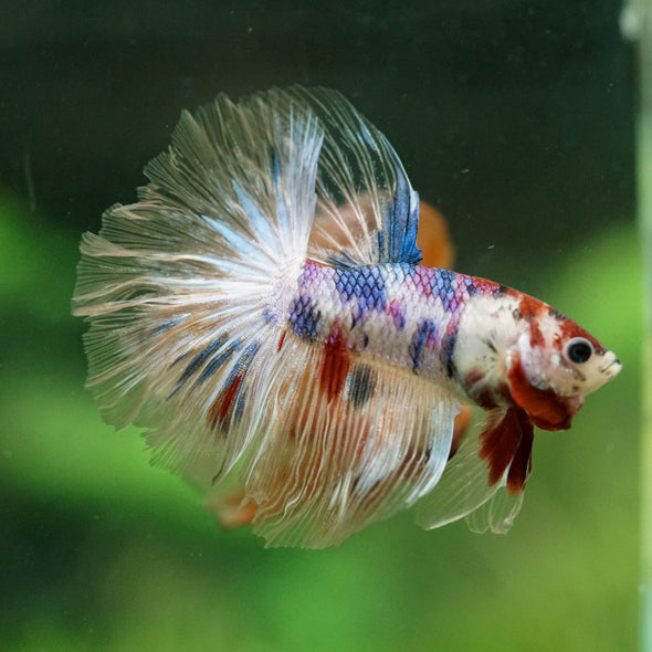 Galaxy/Candy Koi Halfmoon - 13 weeks old