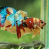 Multicolor/Galaxy Koi Plakat -16 weeks Old