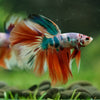 Galaxy/Candy Koi Halfmoon - 14 weeks old