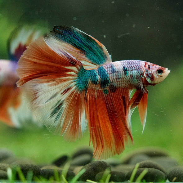 Galaxy/Candy Koi Halfmoon - 14 weeks old