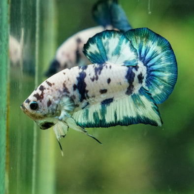 Blue/Green Dalmatian Plakat -13 weeks Old