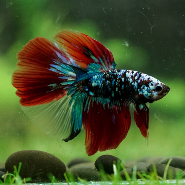 Black Base Galaxy Koi Halfmoon (Avatar) - 14 weeks old