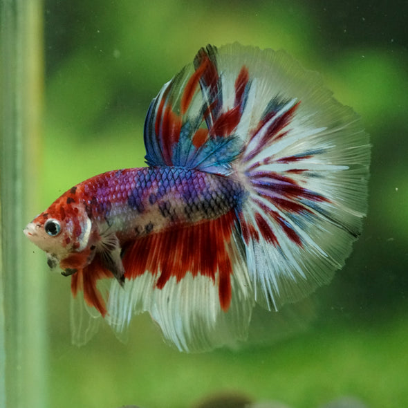 Galaxy/Candy Koi Halfmoon - 14 weeks old