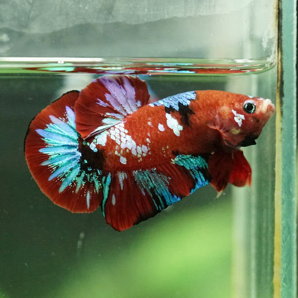 Multicolor/Galaxy Koi Plakat -15 weeks Old