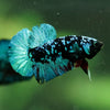 Black Koi Galaxy Plakat (Avatar) -10 weeks Old