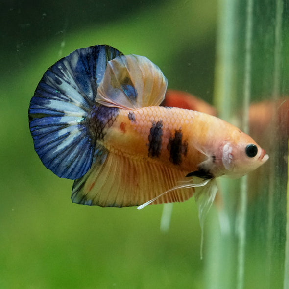 Multicolor/Galaxy Koi Plakat -11 weeks Old