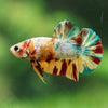 Multicolor/Galaxy Koi Plakat -16 weeks Old