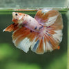 Galaxy/Candy Koi Halfmoon - 14 weeks old