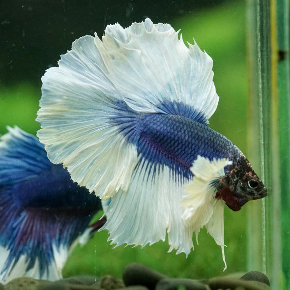 Dumbo Halfmoon - 16 weeks old