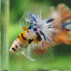 Galaxy/Candy Koi Halfmoon - 14 weeks old