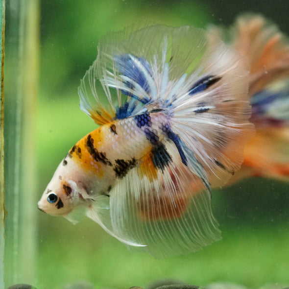 Galaxy/Candy Koi Halfmoon - 14 weeks old