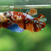 Multicolor/ Galaxy Koi Plakat- Female- 13 Weeks Old