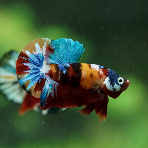 Multicolor/Galaxy Koi Plakat -16 weeks Old