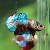 Multicolor/Galaxy Koi Plakat -16 weeks Old
