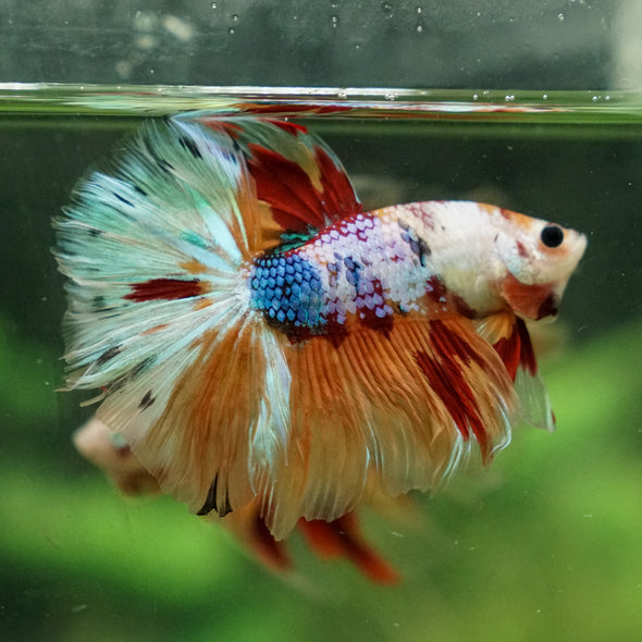 Galaxy/Candy Koi Halfmoon - 13 weeks old