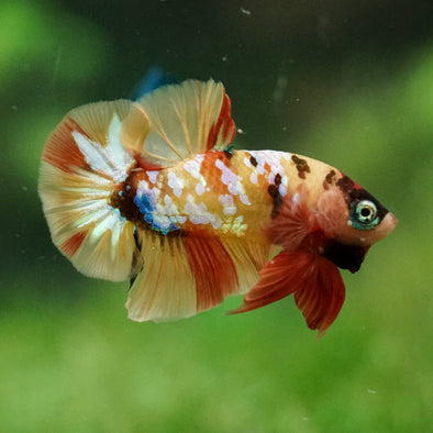 Multicolor/Galaxy Koi Plakat -16 weeks Old
